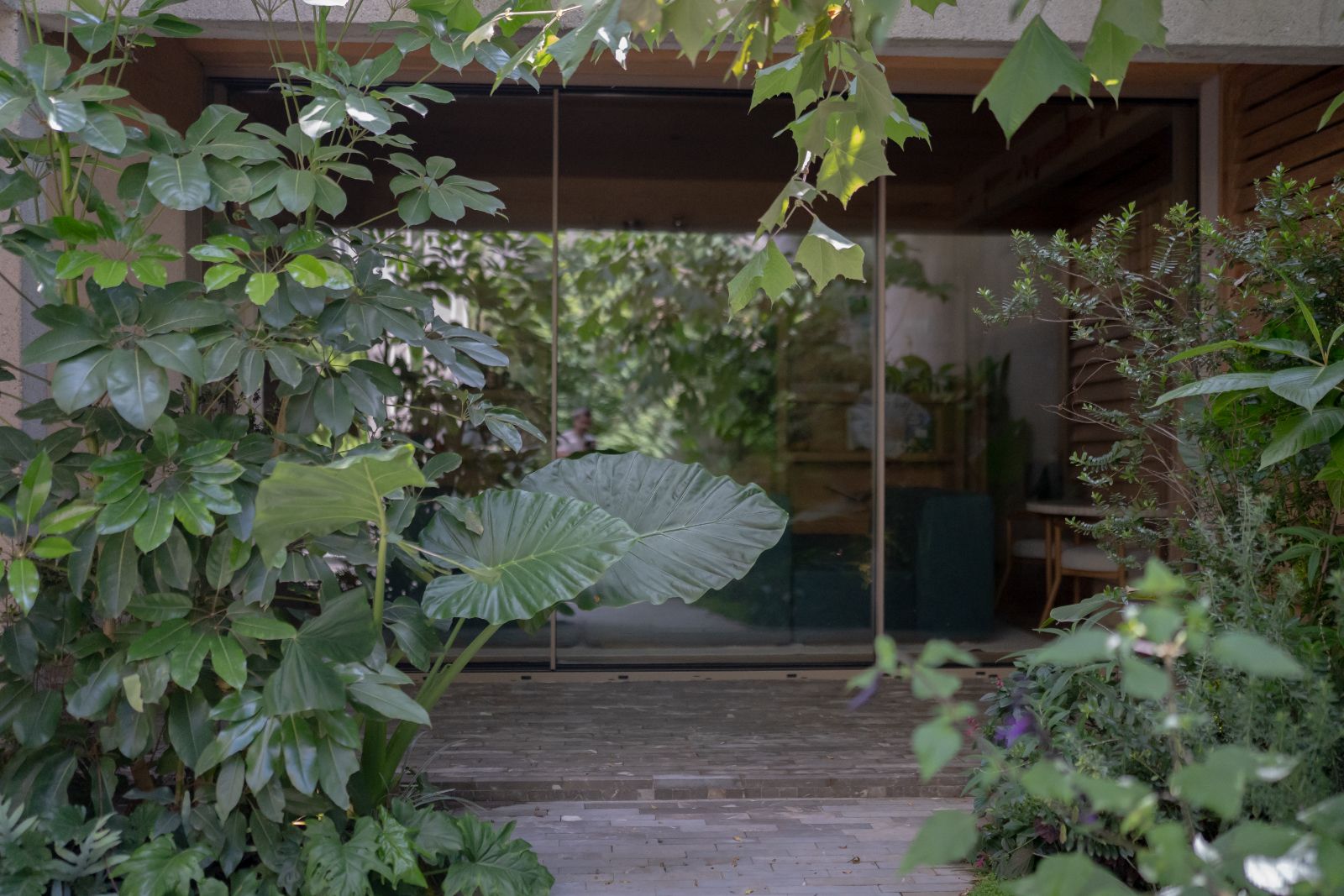 Mimosas — patio con ventanales y vegetación